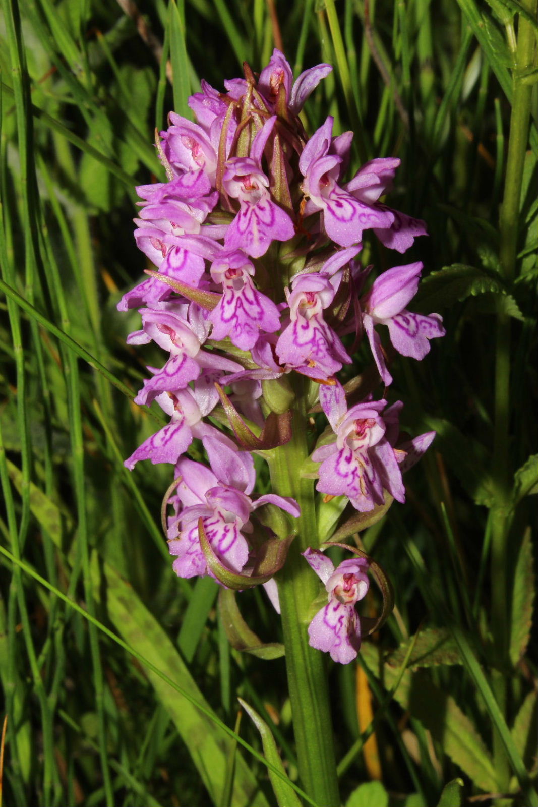 Dactylorhiza incarnata var. haematdes o ??